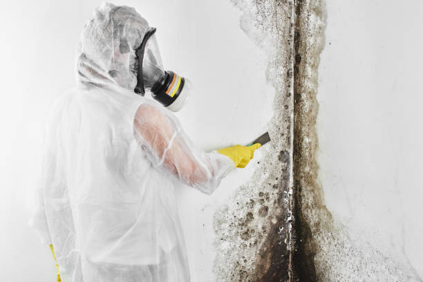 Best Black Mold Removal  in Perryopolis, PA
