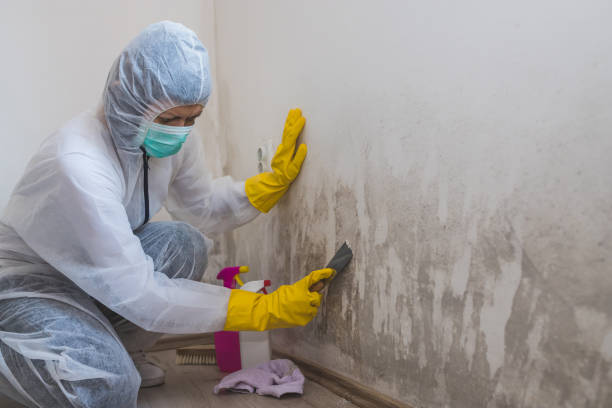 Best Fast Mold Removal  in Perryopolis, PA