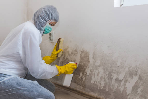 Best Toxic Mold Removal  in Perryopolis, PA