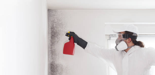 Best Office Mold Removal Services  in Perryopolis, PA