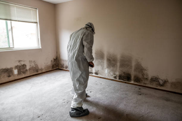 Best Mold Inspection  in Perryopolis, PA